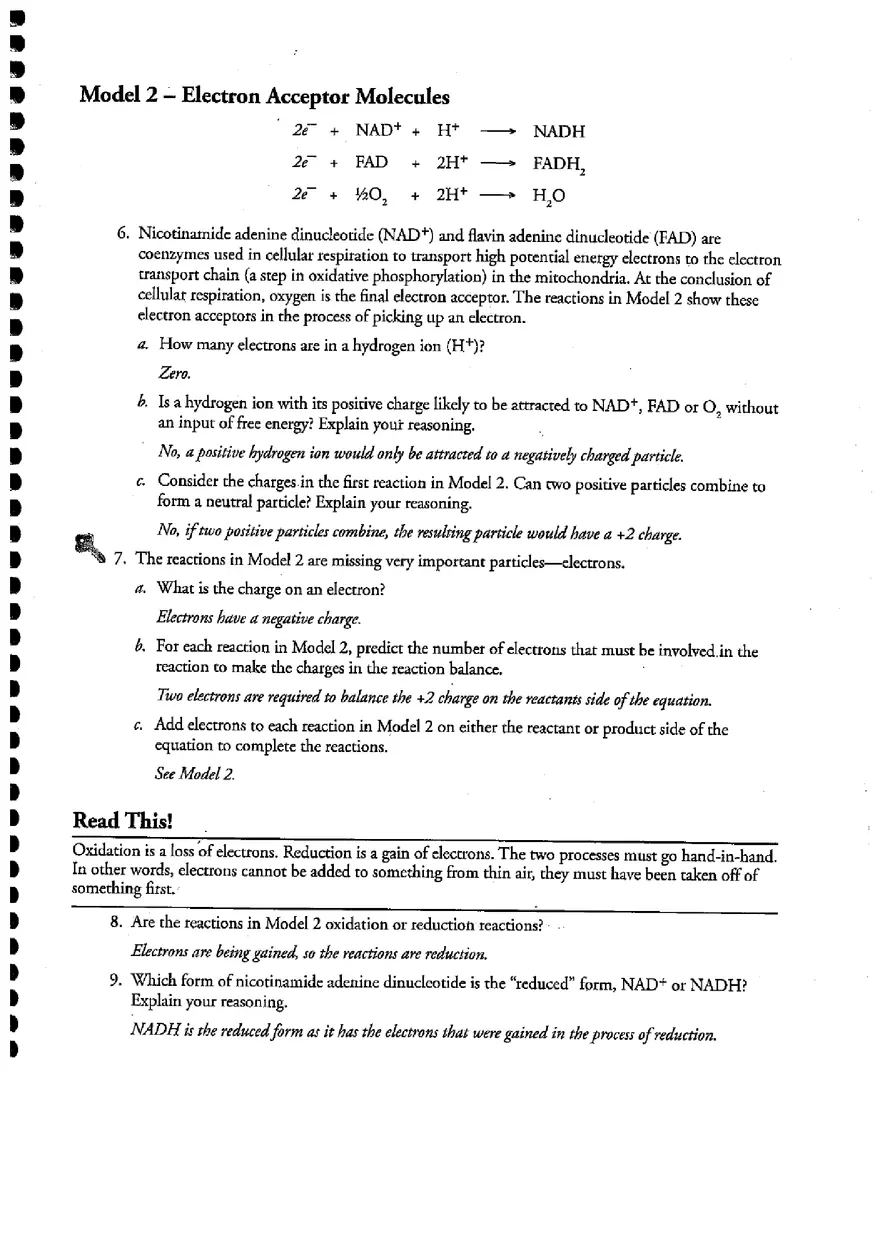 Cellular Respiration (Answer) - Page 3