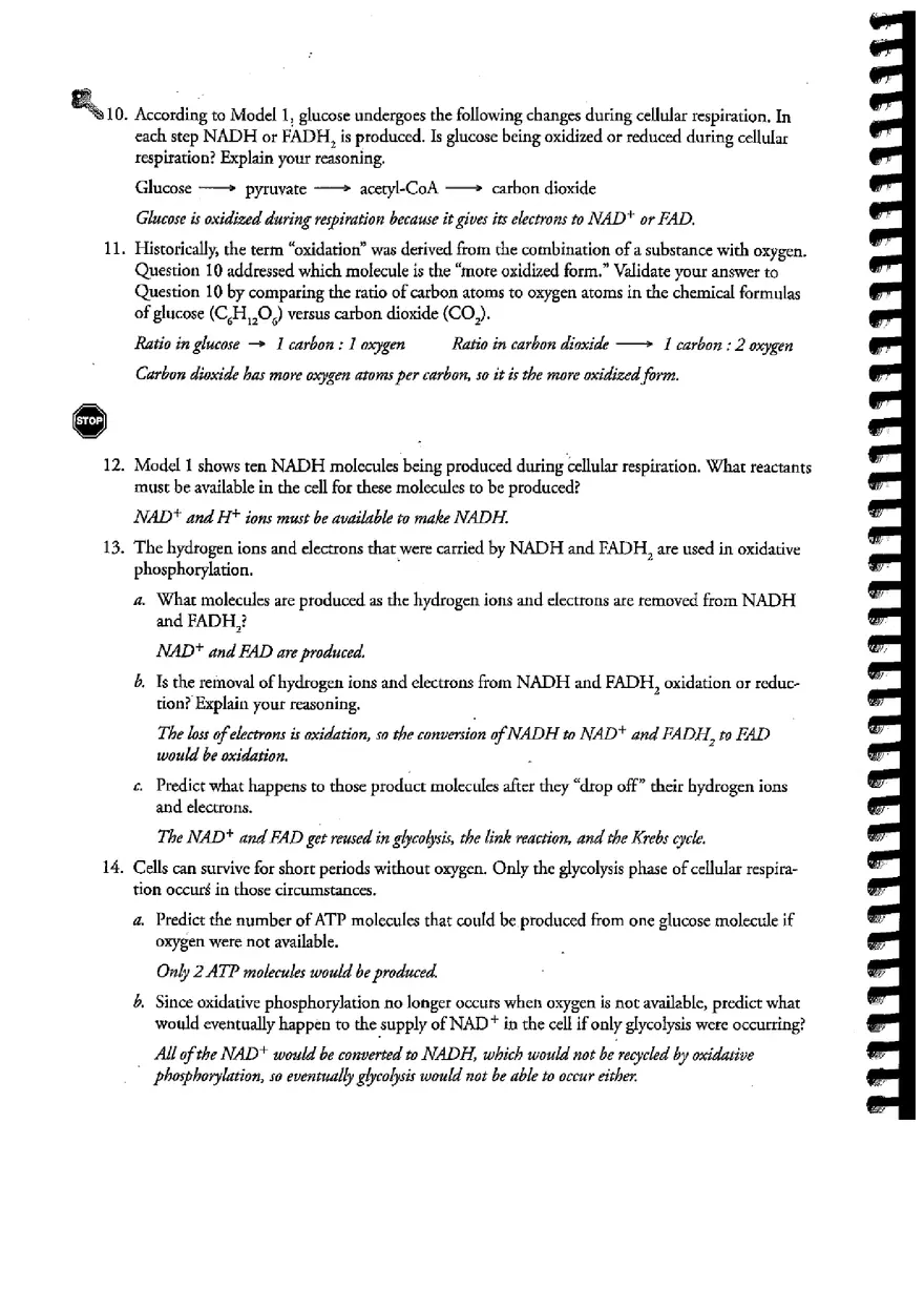Cellular Respiration (Answer) - Page 4