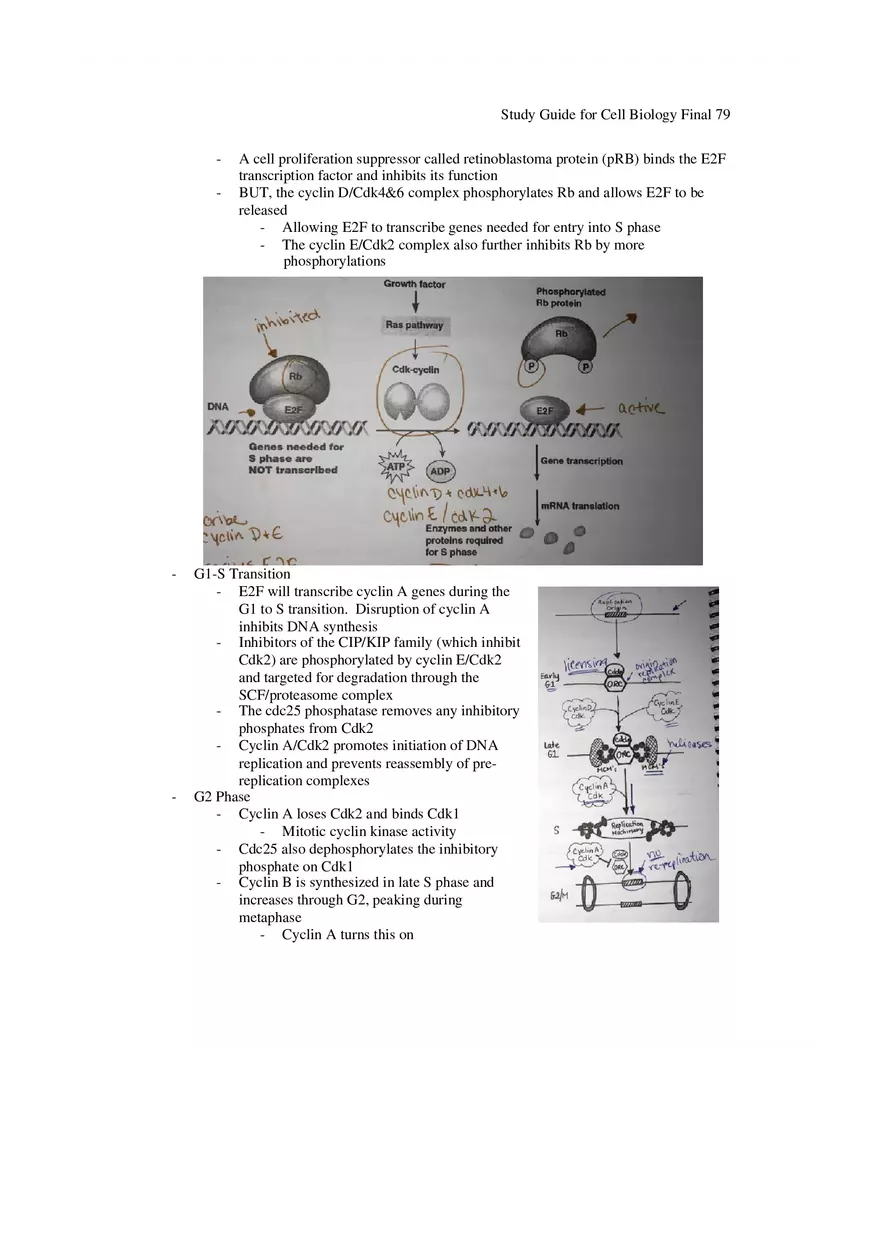 Study Guide for Cell Biology Final Part 7 - Page 8