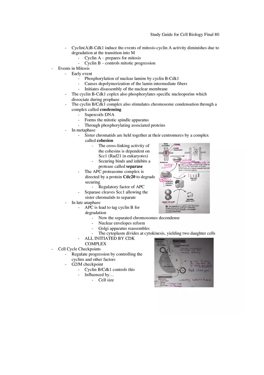 Study Guide for Cell Biology Final Part 7 - Page 9