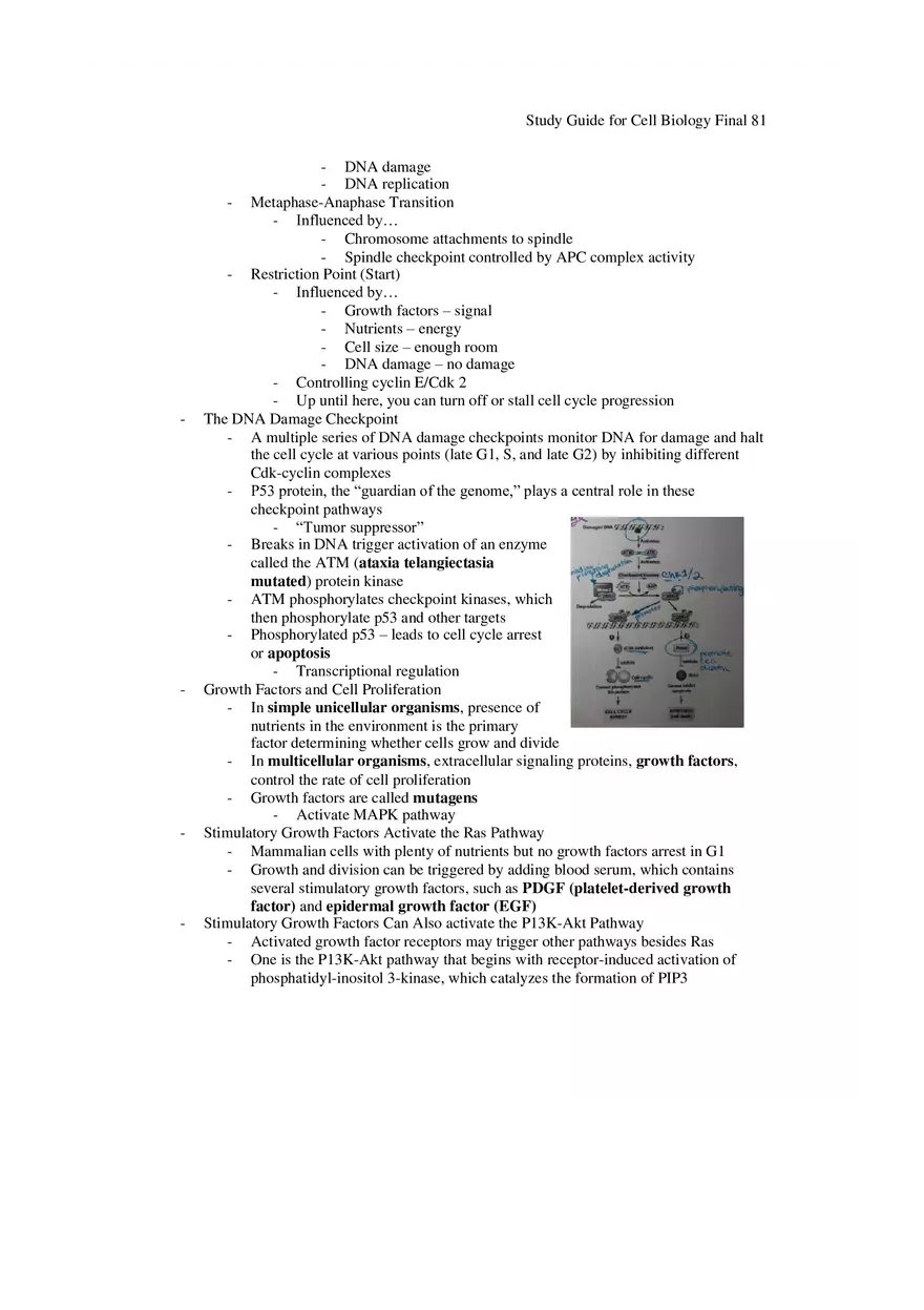 Study Guide for Cell Biology Final Part 7 - Page 10