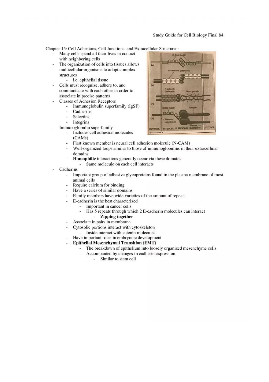 Study Guide for Cell Biology Final Part 7 - Page 13