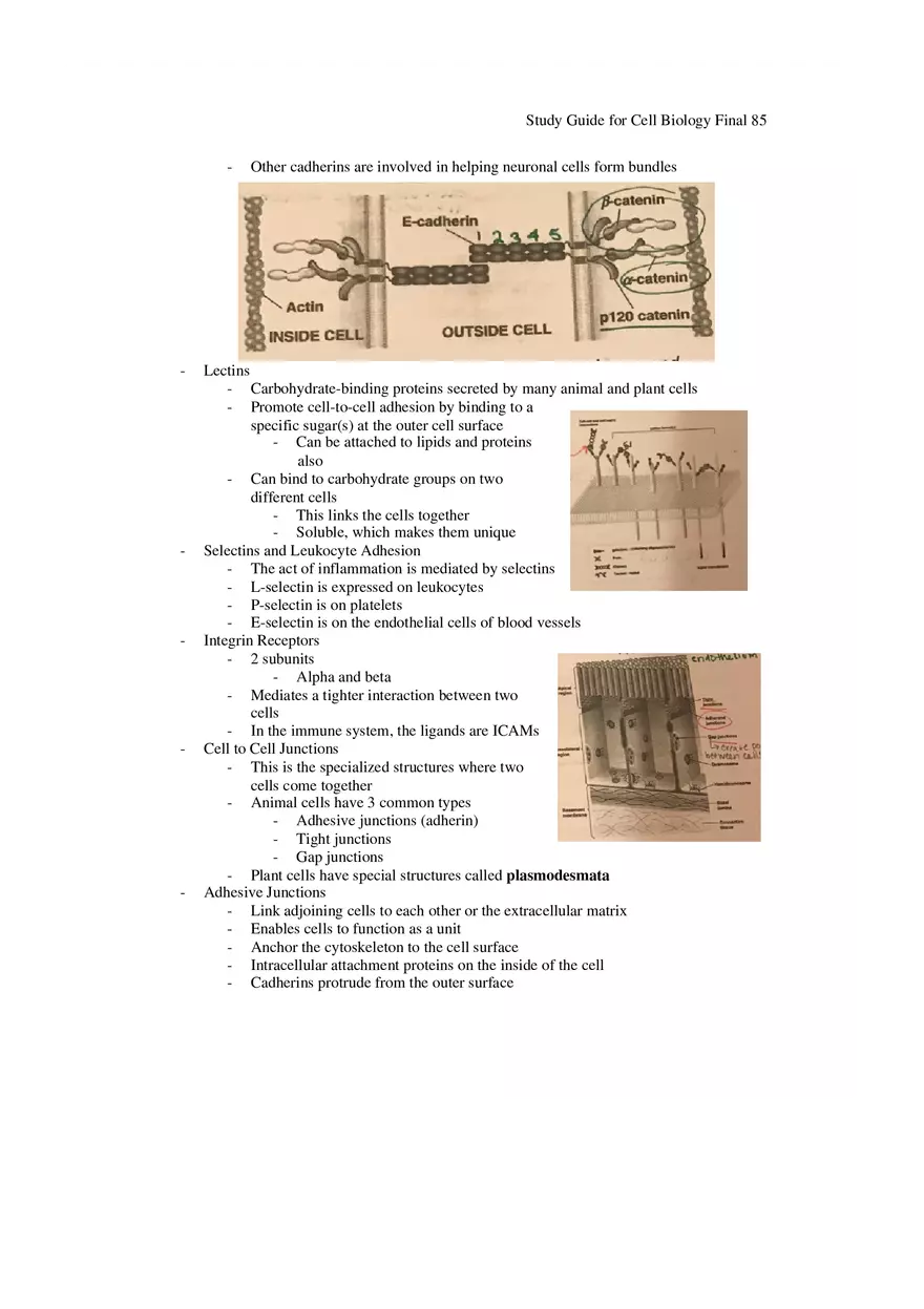 Study Guide for Cell Biology Final Part 7 - Page 14