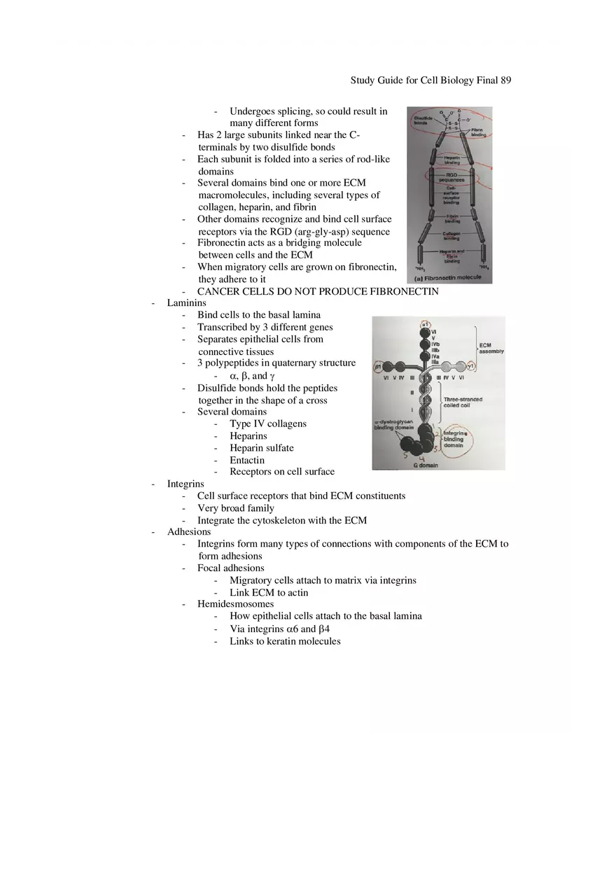 Study Guide for Cell Biology Final Part 7 - Page 6