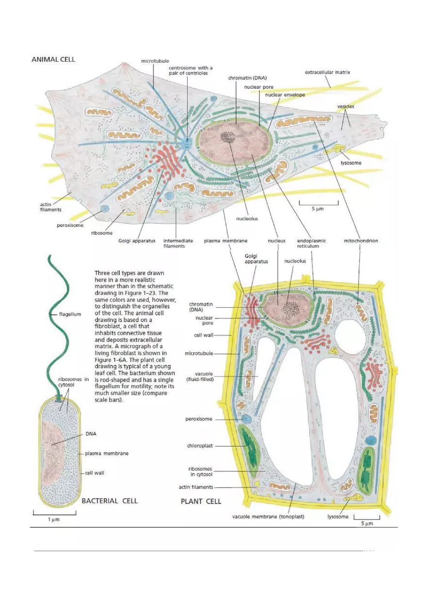 Introduction of Cell, Cell Theory and History Chapter 1 - Page 10