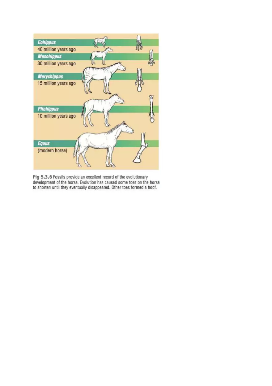 Evidence for Evolution Graphic Organizer - Page 5