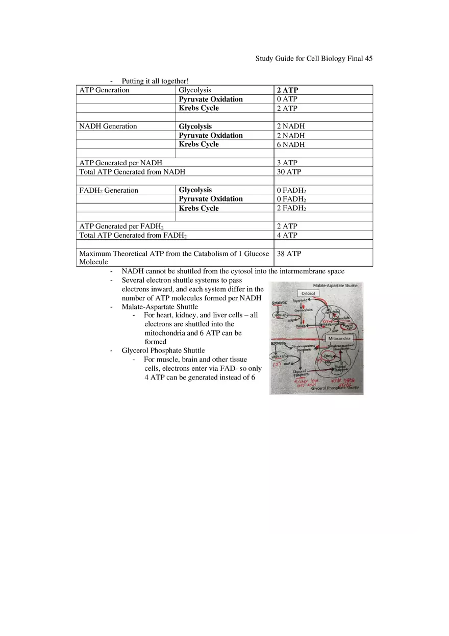 Study Guide for Cell Biology Final Part 4 - Page 7