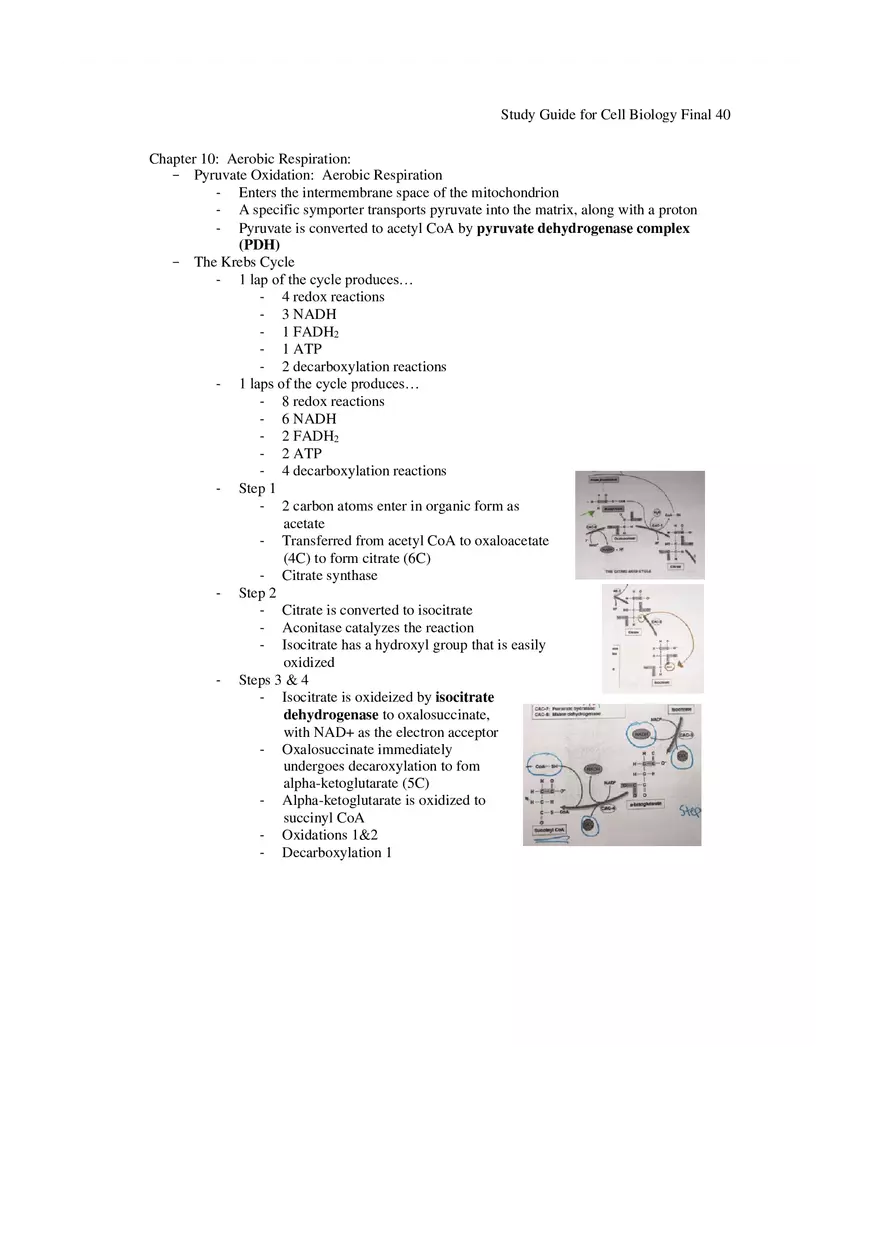 Study Guide for Cell Biology Final Part 4 - Page 1