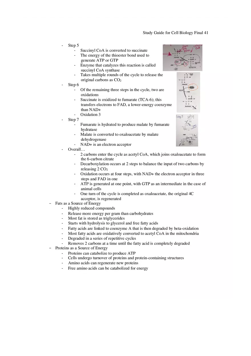 Study Guide for Cell Biology Final Part 4 - Page 2