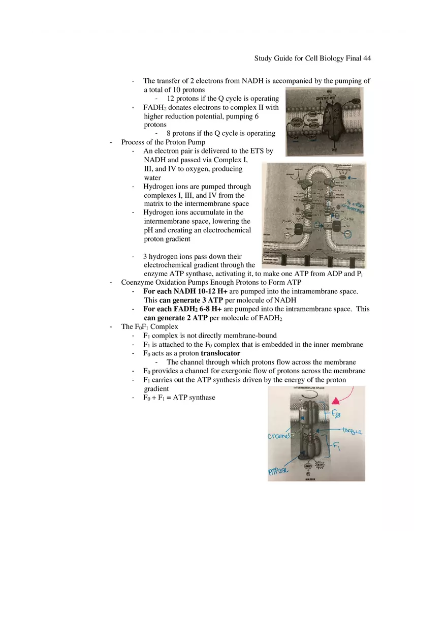 Study Guide for Cell Biology Final Part 4 - Page 6