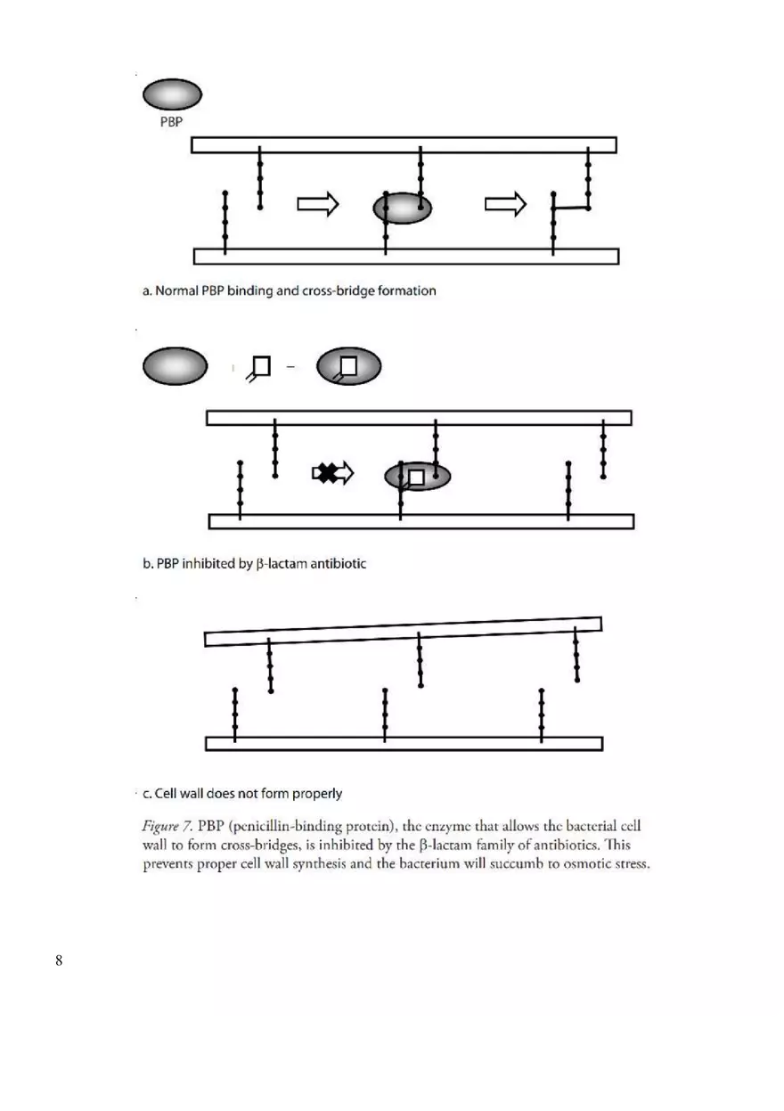 Antibiotic Resistance Assignment - Page 12