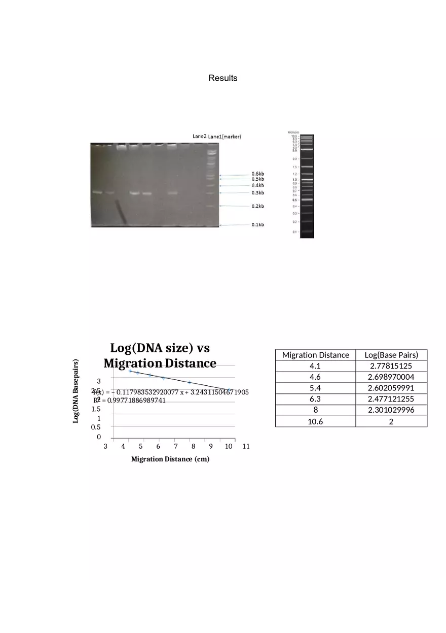 Lab Report Polymerase Chain Reaction - Page 4