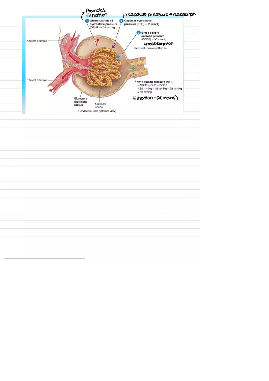 Urinary System Practice Exam - Page 7