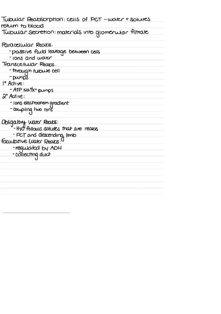 Urinary System Practice Exam - Page 12