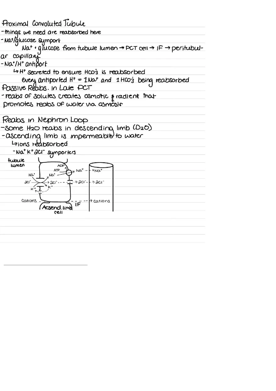 Urinary System Practice Exam - Page 13