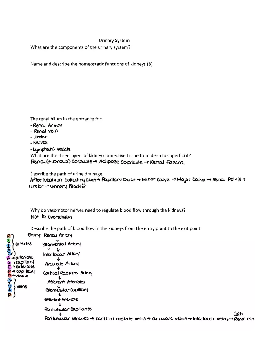 Urinary System Practice Exam - Page 1