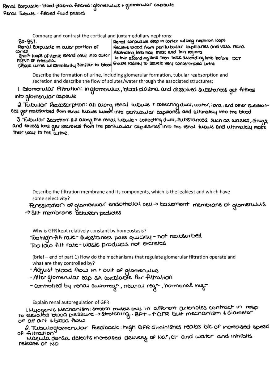 Urinary System Practice Exam - Page 2
