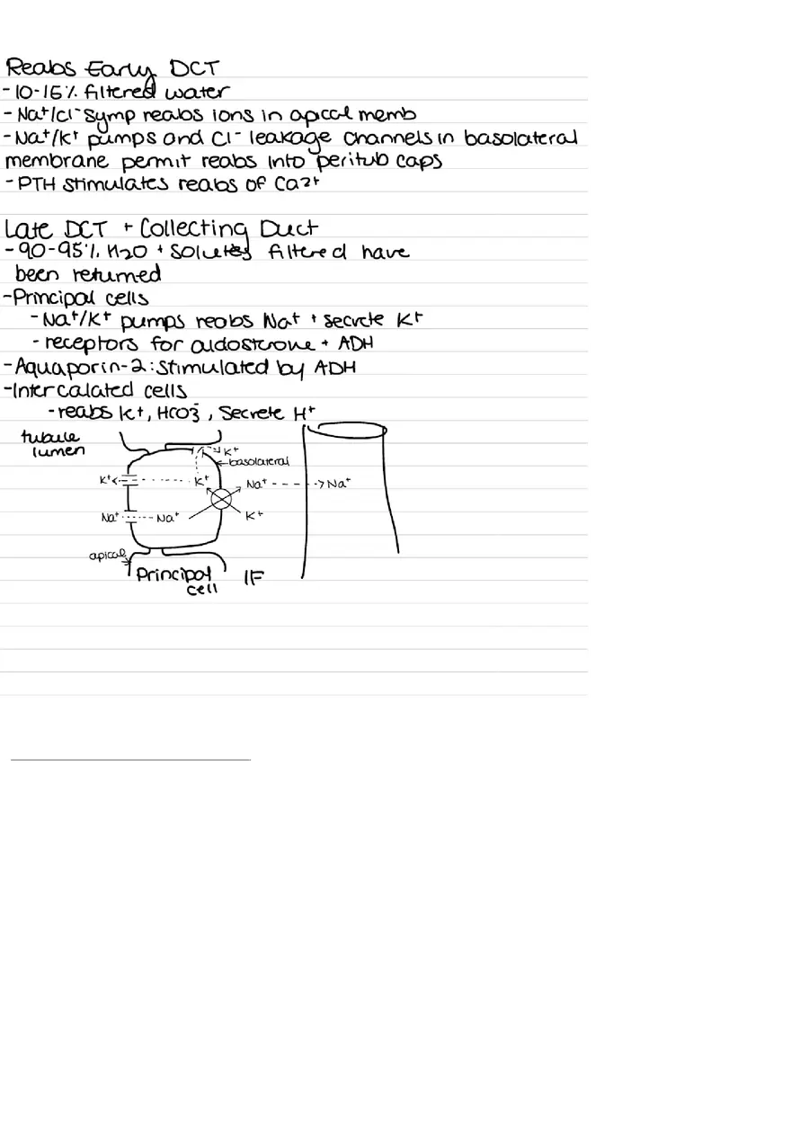 Urinary System Practice Exam - Page 3