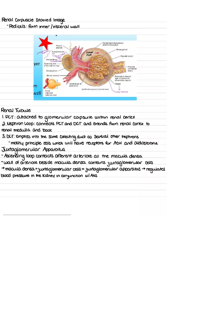 Urinary System Practice Exam - Page 6