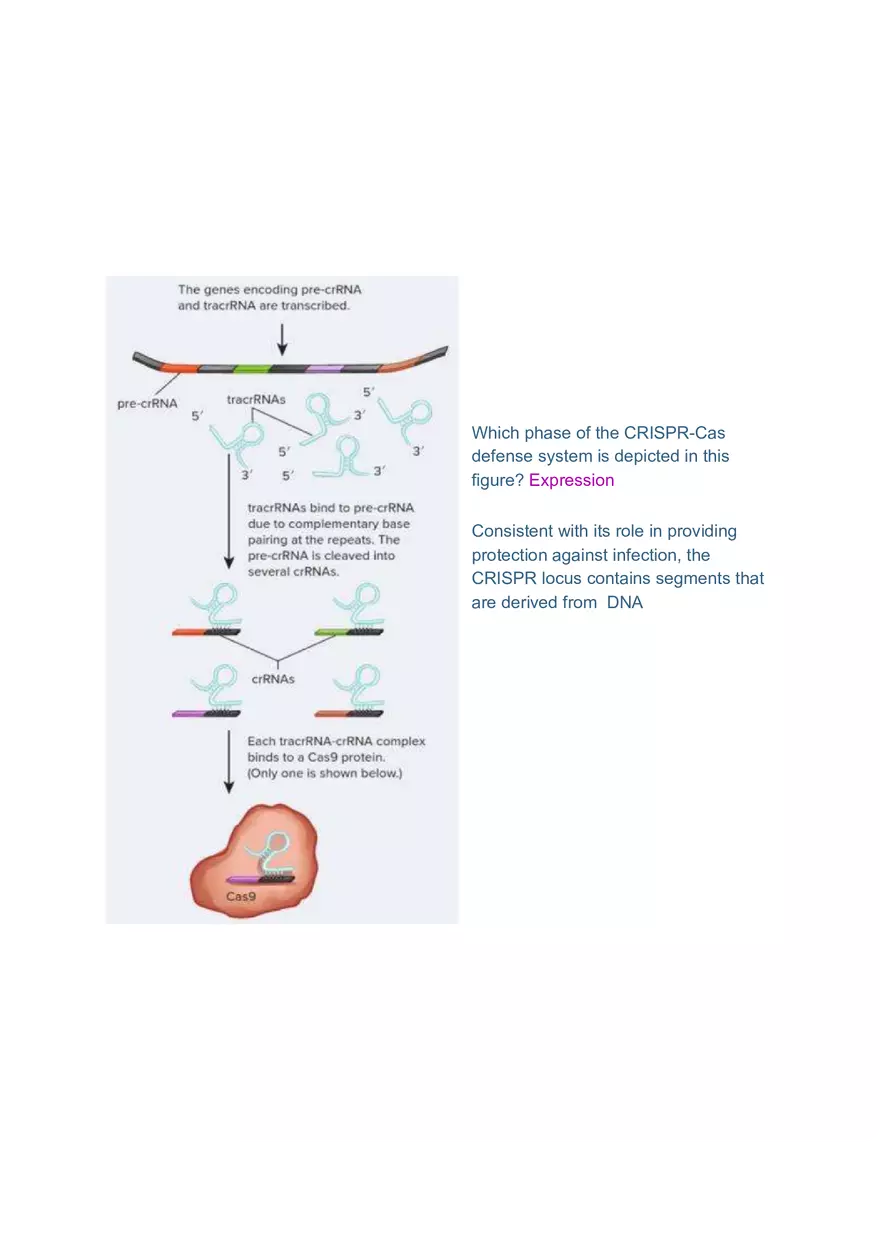 DNA and RNA Molecule Test Exam - Page 10