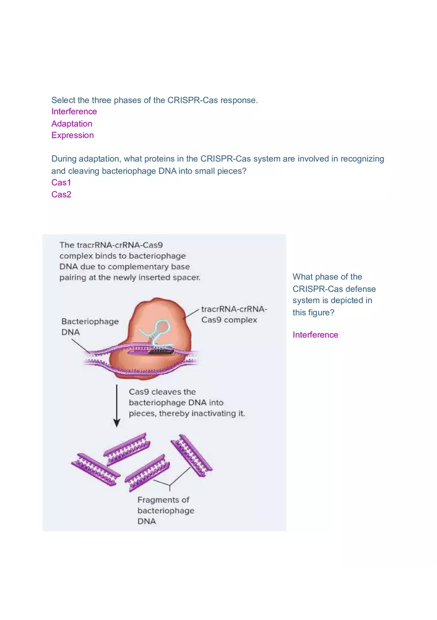 DNA and RNA Molecule Test Exam - Page 11