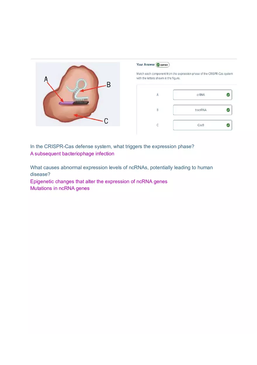 DNA and RNA Molecule Test Exam - Page 12