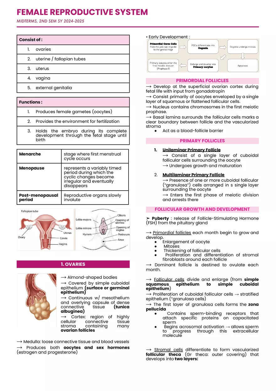 Female Reproductive System Midterm Notes - Page 1