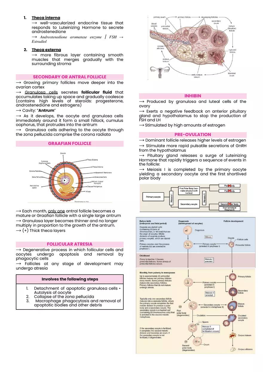 Female Reproductive System Midterm Notes - Page 2