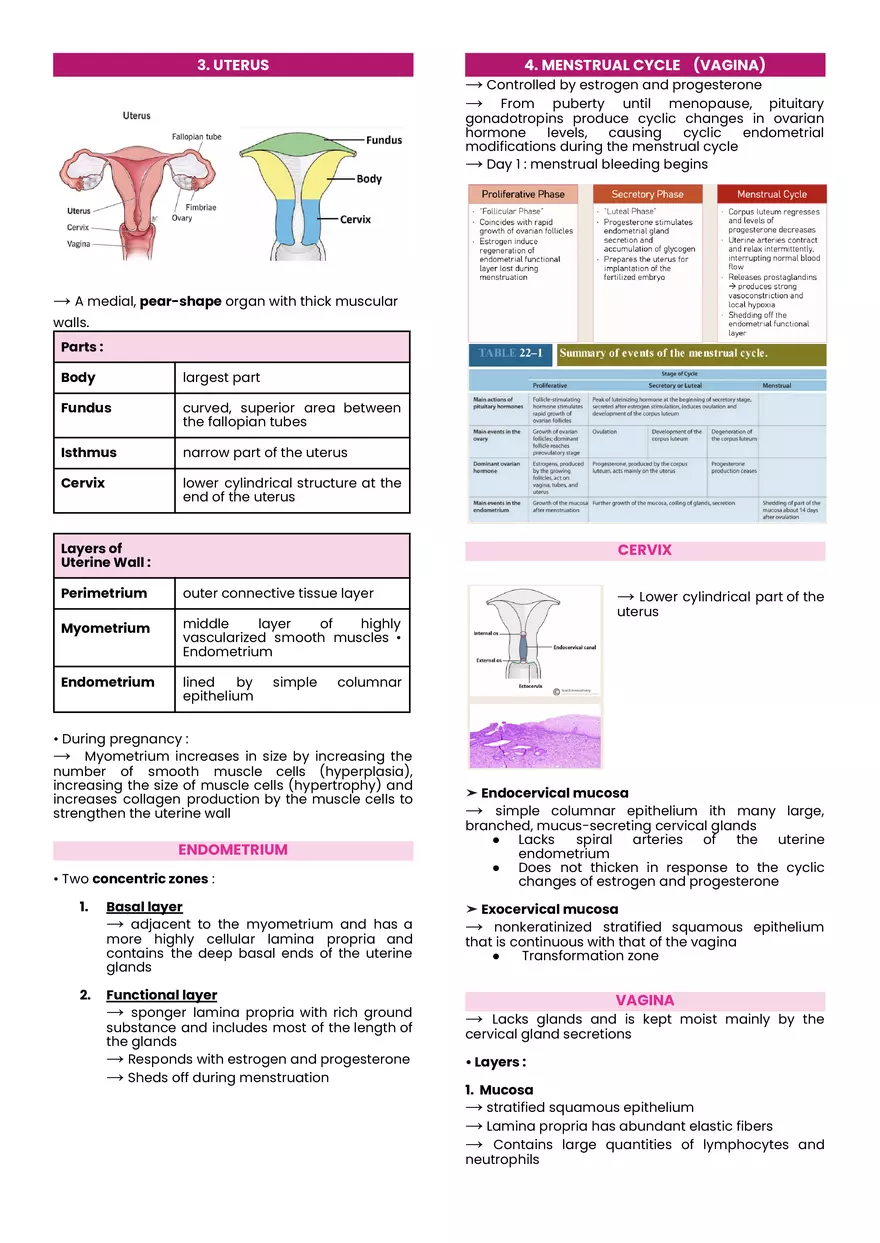 Female Reproductive System Midterm Notes - Page 4