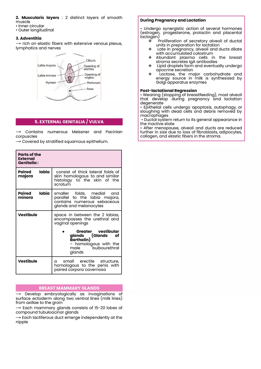 Female Reproductive System Midterm Notes - Page 5