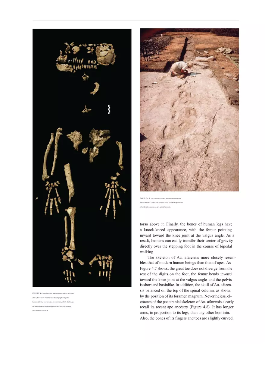 Anthropologie What Does It Mean To Be Human Part 1 - Page 8