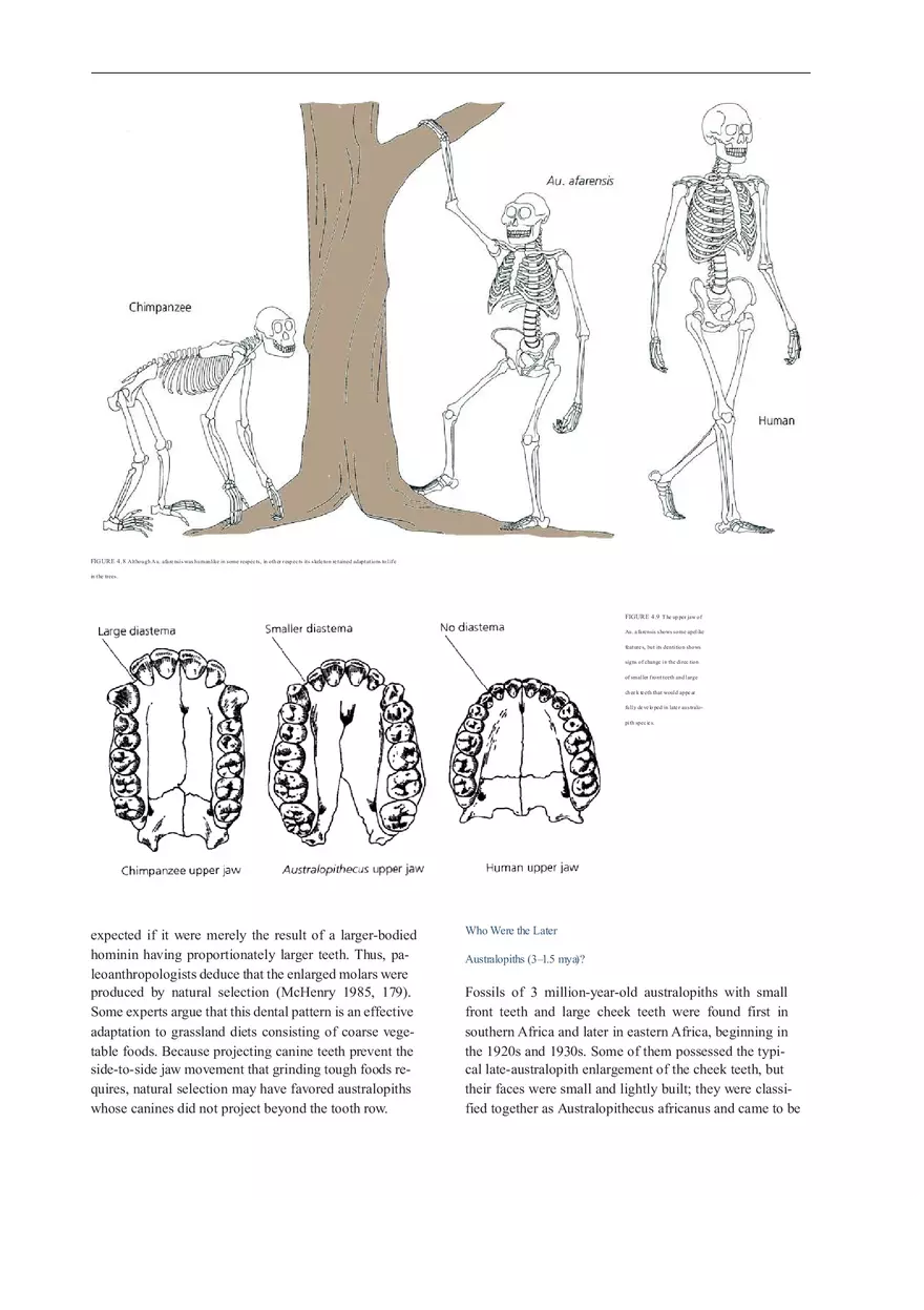 Anthropologie What Does It Mean To Be Human Part 1 - Page 11