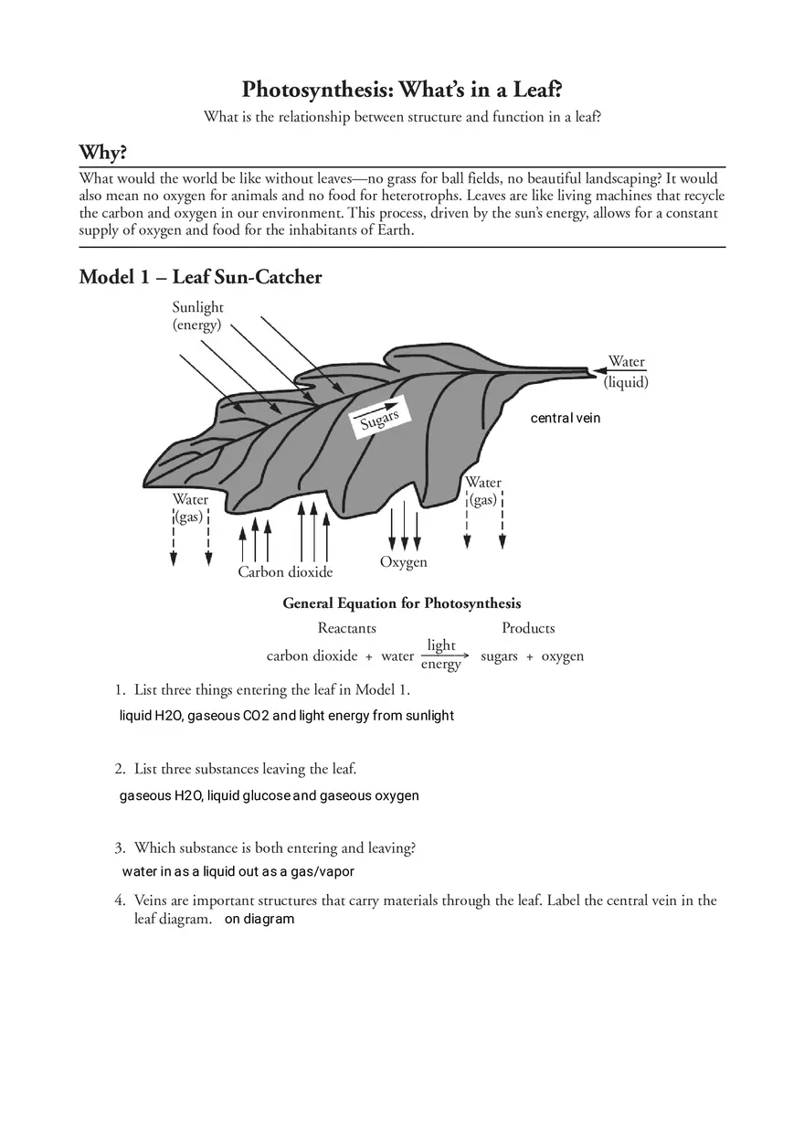 Photosynthesis - What's in a Leaf - Page 1