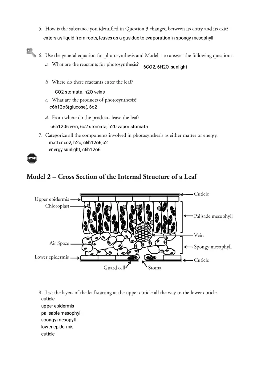 Photosynthesis - What's in a Leaf - Page 2