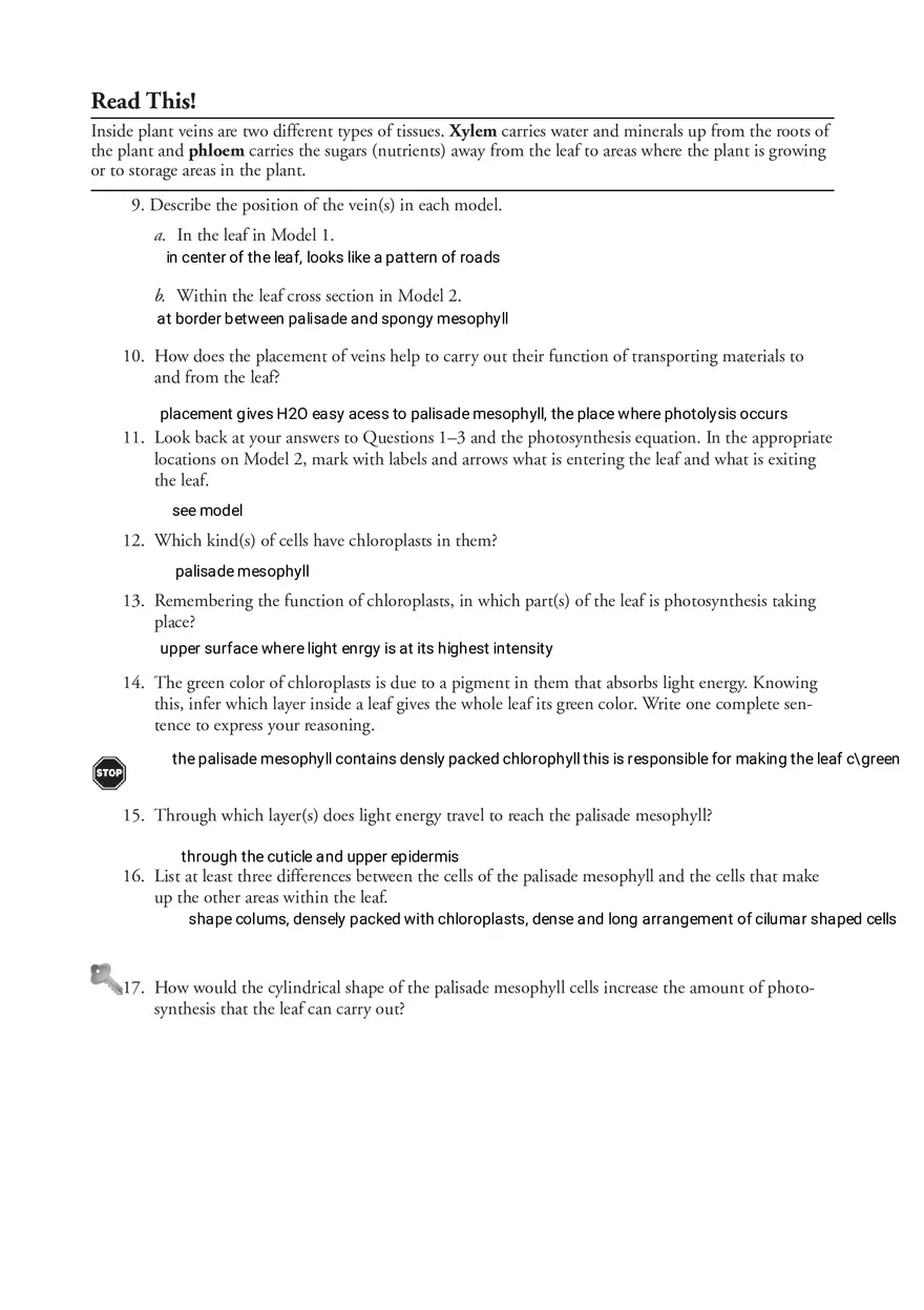 Photosynthesis - What's in a Leaf - Page 3