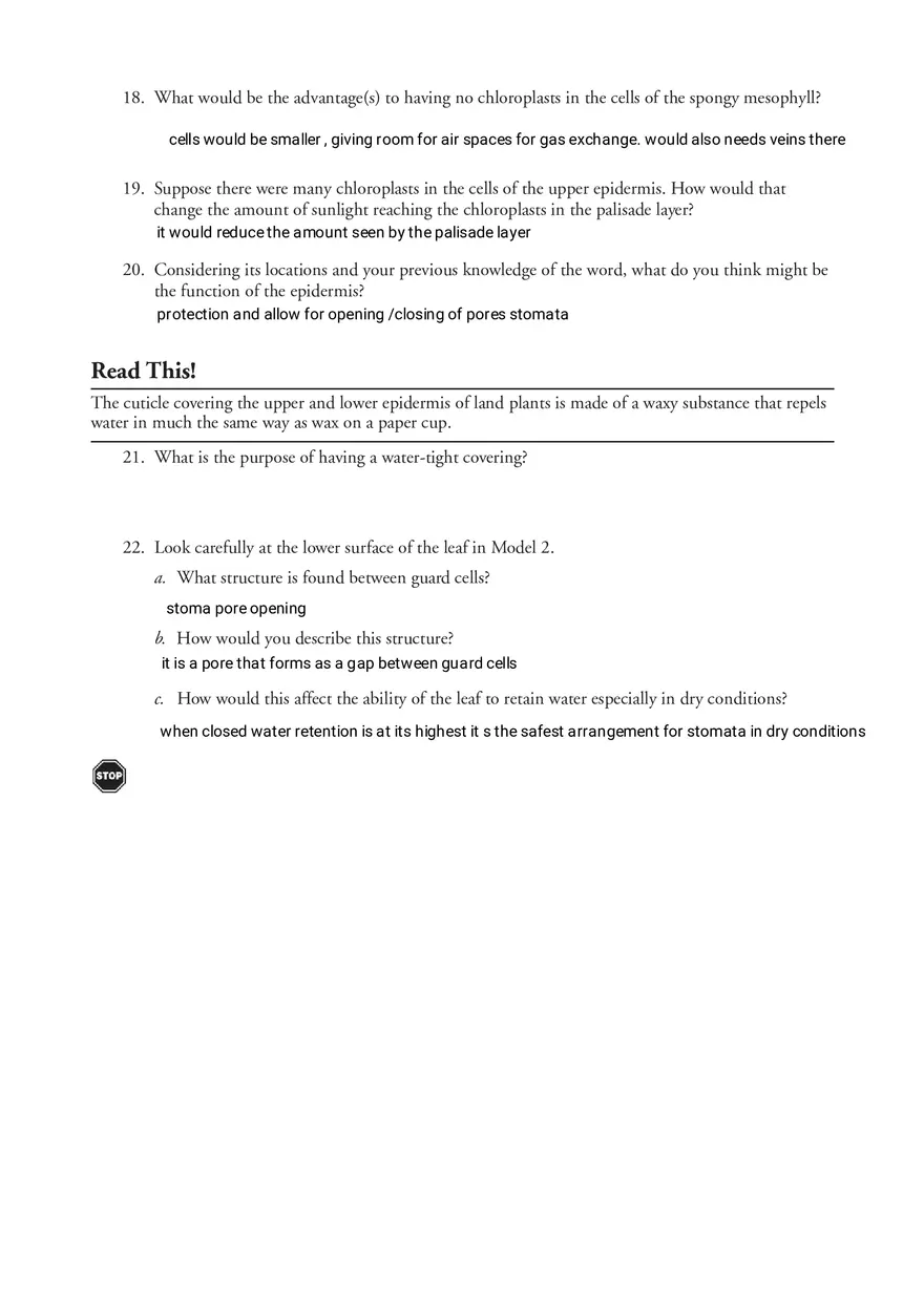 Photosynthesis - What's in a Leaf - Page 4