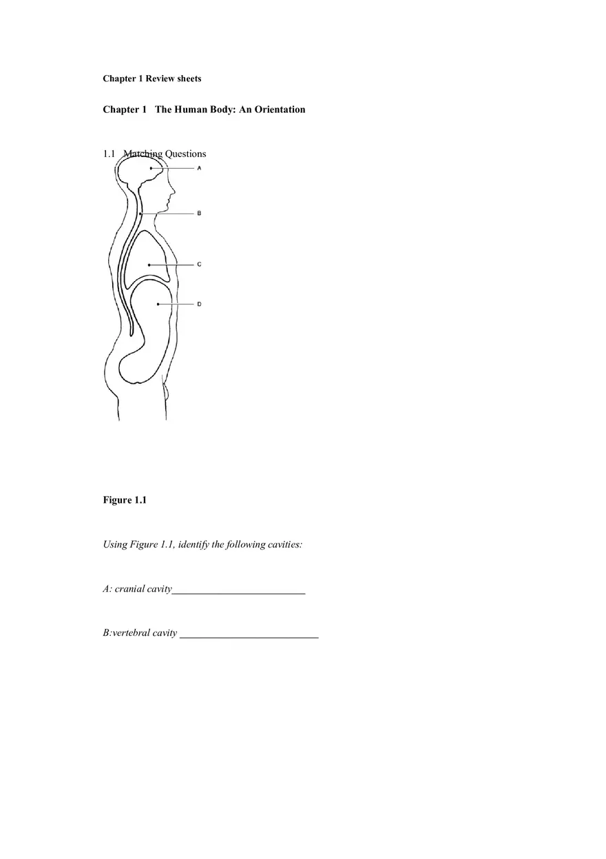 The Human Body An Orientation Worksheets Answer - Page 1