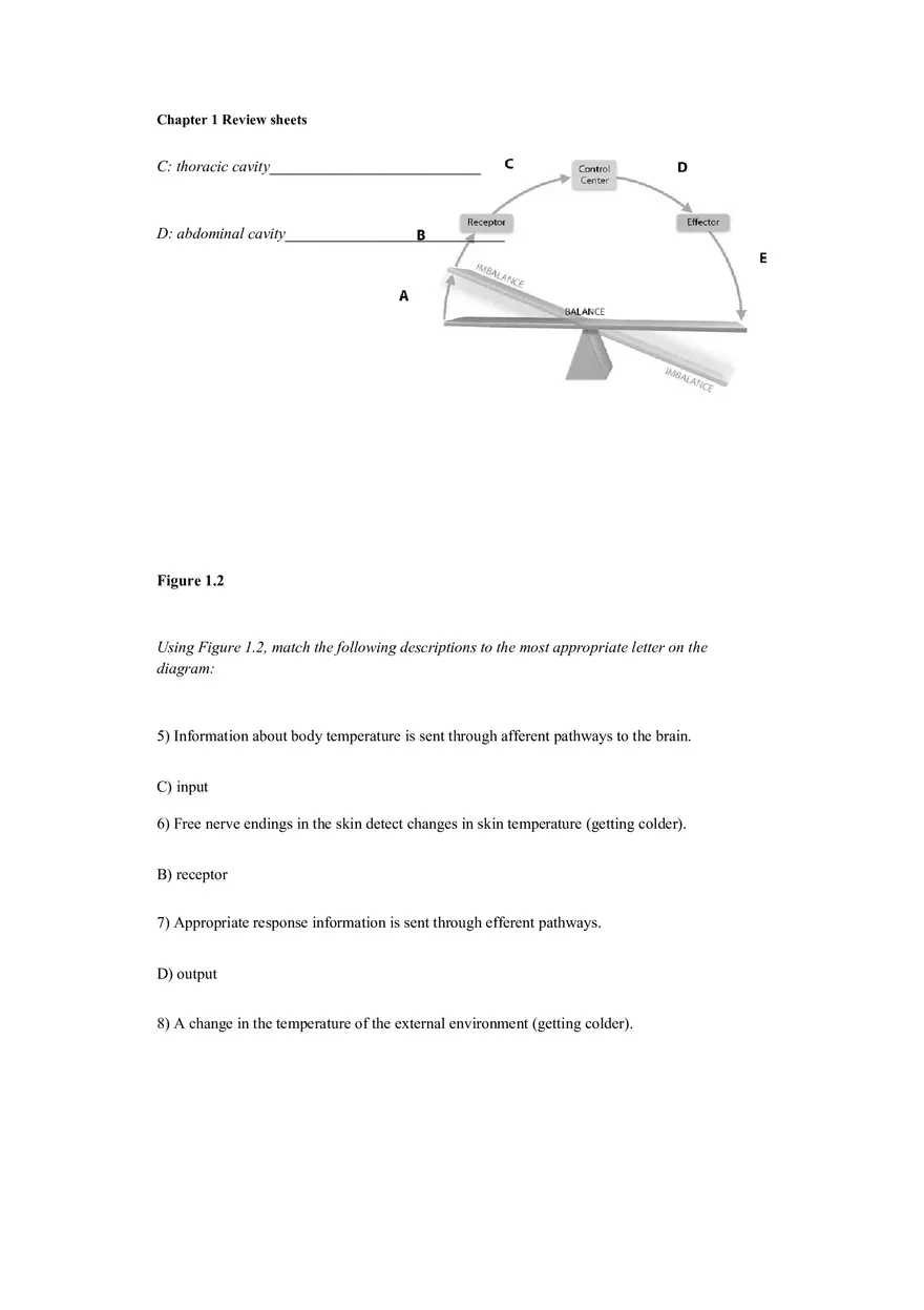The Human Body An Orientation Worksheets Answer - Page 2