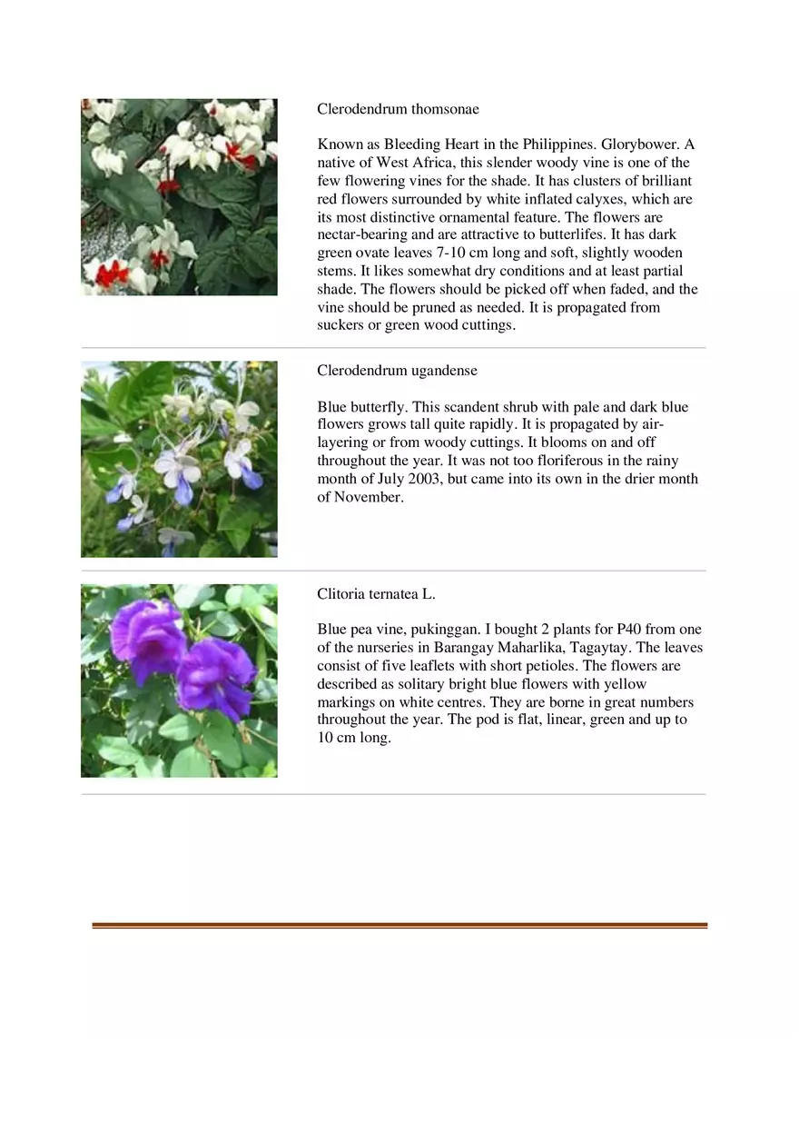 List of Common Ornamental Plants in the Philippines Part 2 - Page 7