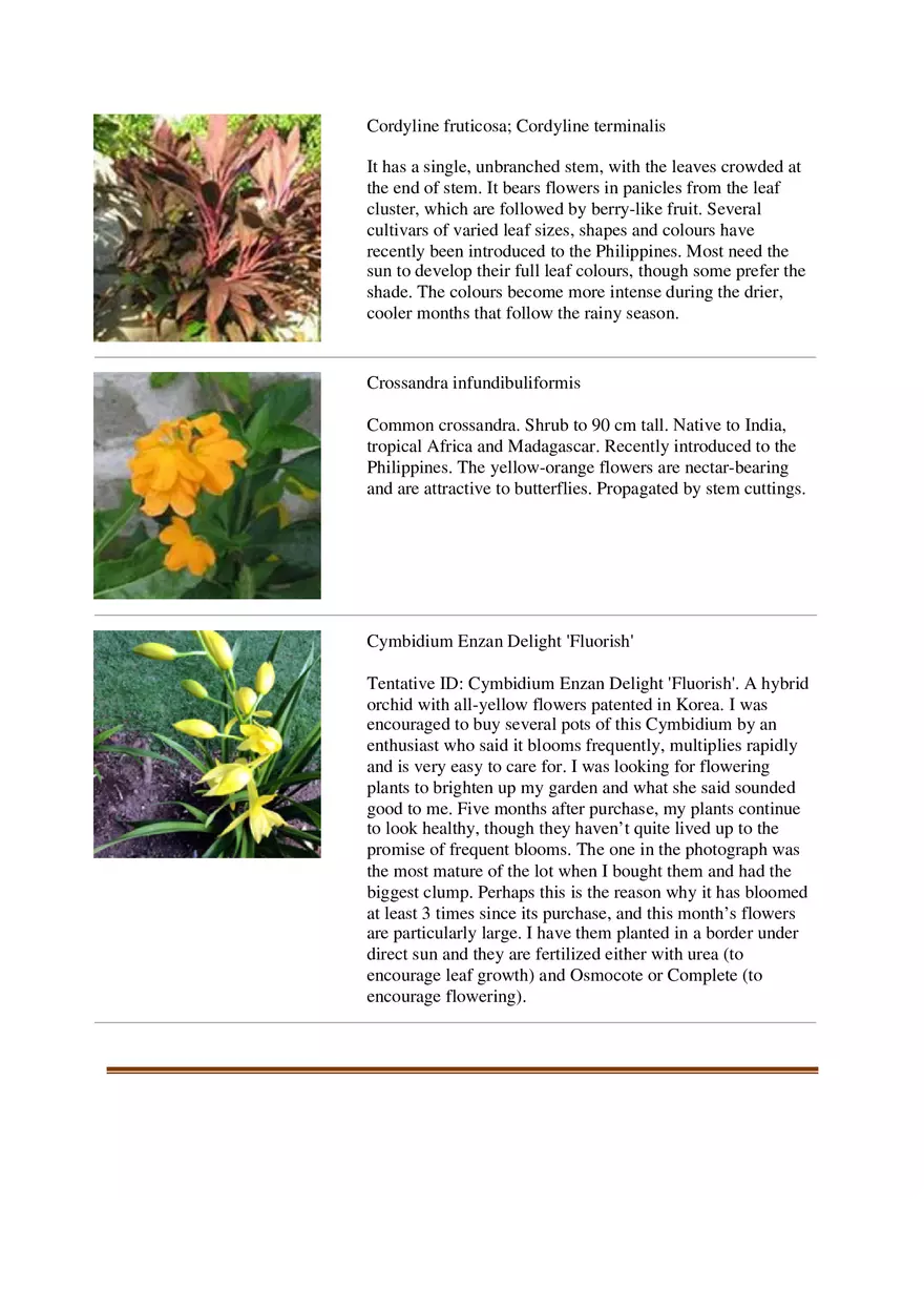 List of Common Ornamental Plants in the Philippines Part 2 - Page 8