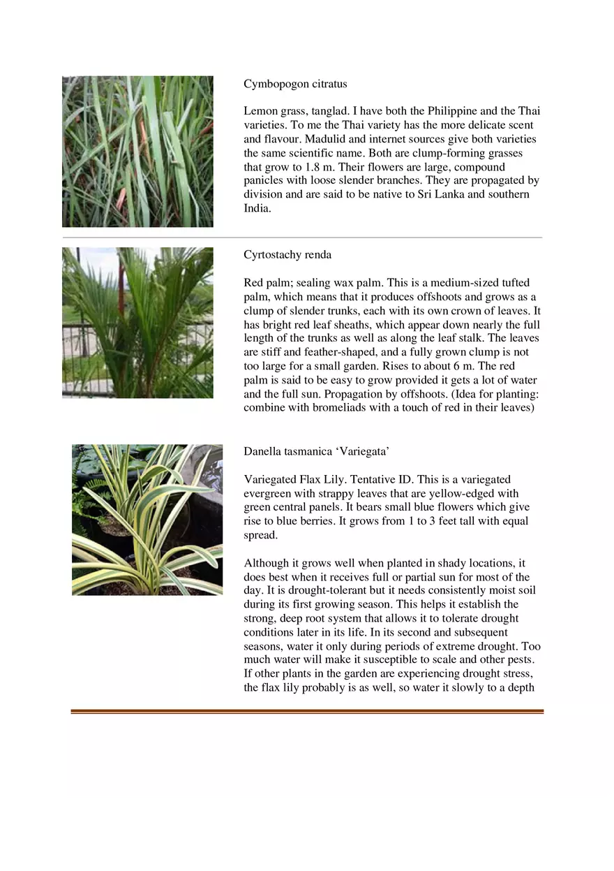 List of Common Ornamental Plants in the Philippines Part 2 - Page 9