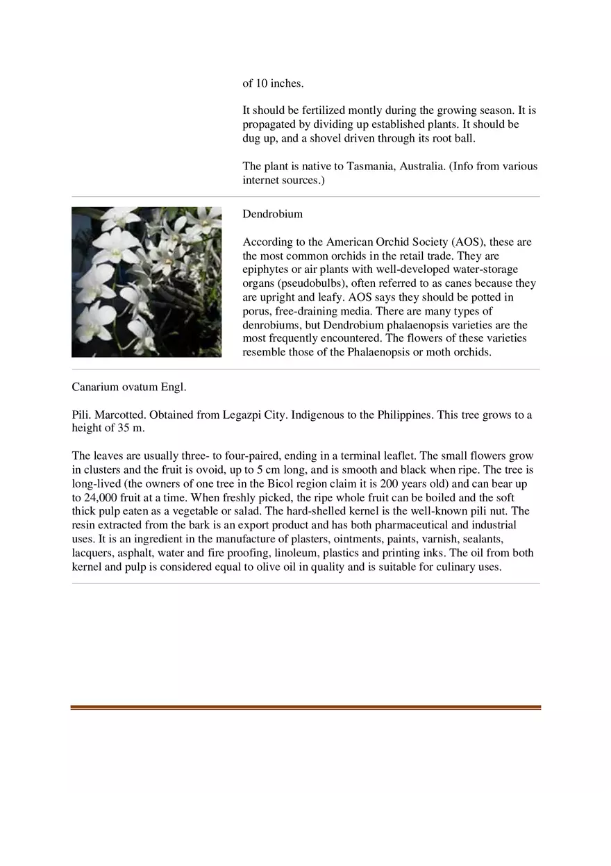 List of Common Ornamental Plants in the Philippines Part 2 - Page 10