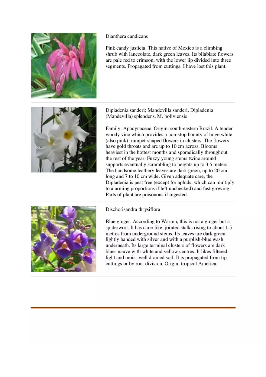 List of Common Ornamental Plants in the Philippines Part 2 - Page 11
