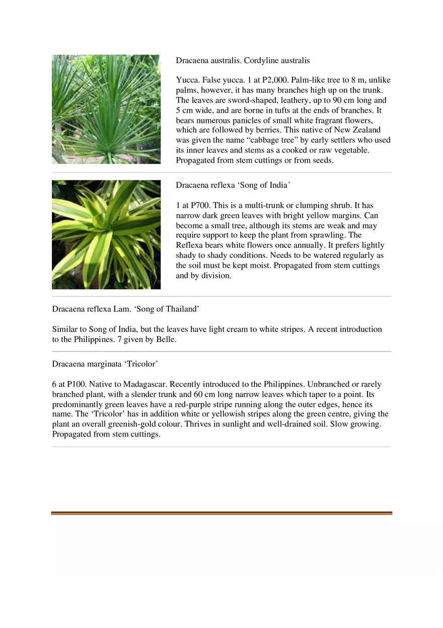 List of Common Ornamental Plants in the Philippines Part 2 - Page 12