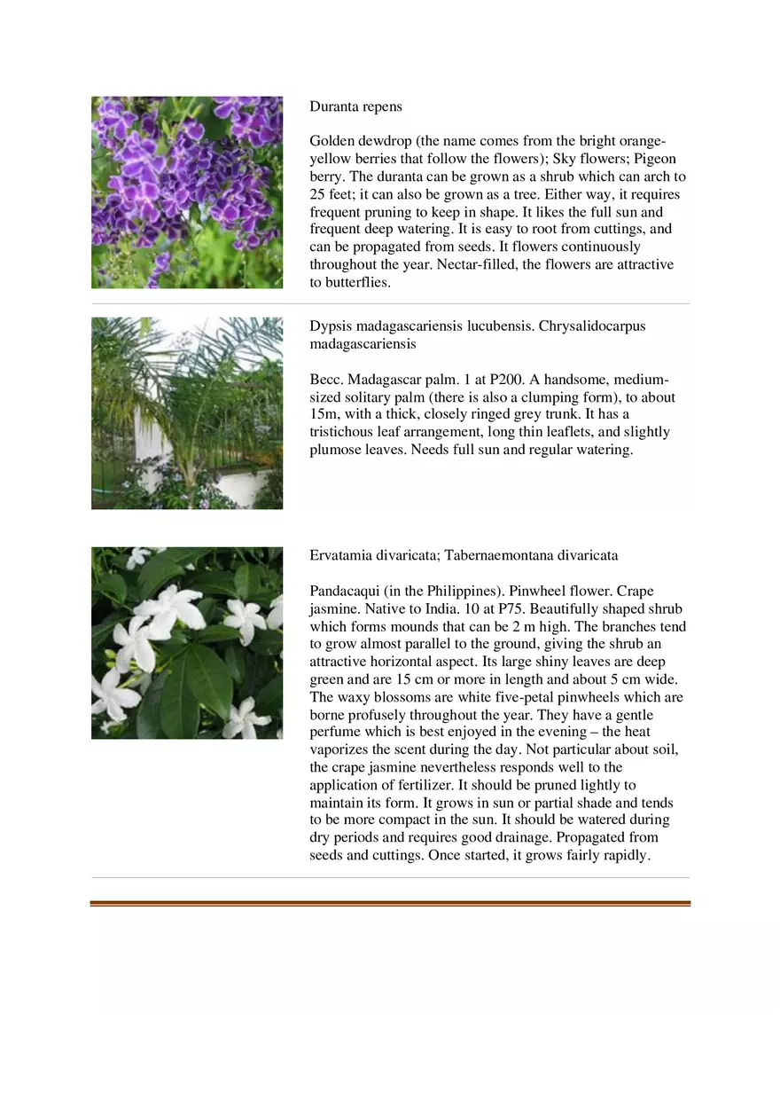 List of Common Ornamental Plants in the Philippines Part 2 - Page 13