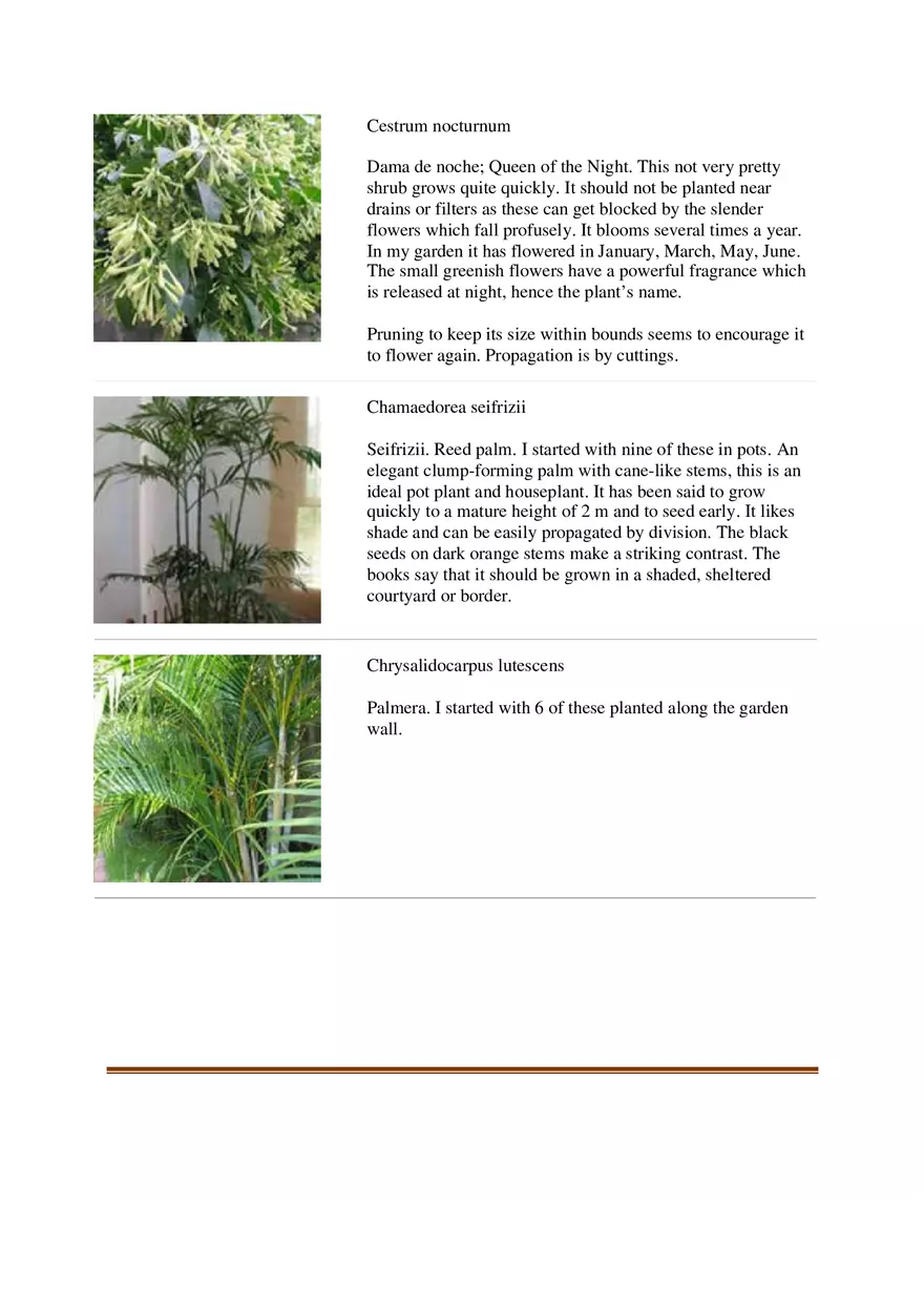 List of Common Ornamental Plants in the Philippines Part 2 - Page 1
