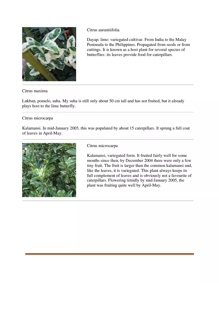 List of Common Ornamental Plants in the Philippines Part 2 - Page 2