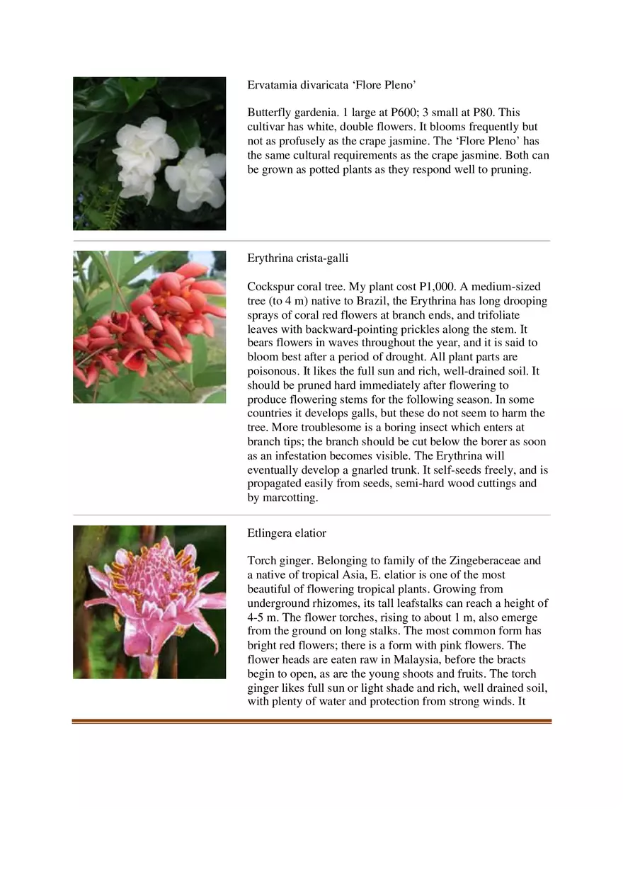 List of Common Ornamental Plants in the Philippines Part 2 - Page 3