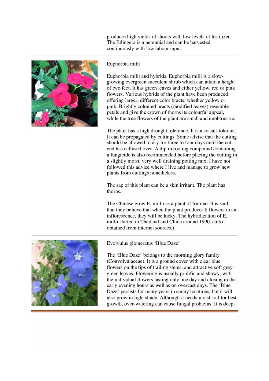 List of Common Ornamental Plants in the Philippines Part 2 - Page 4