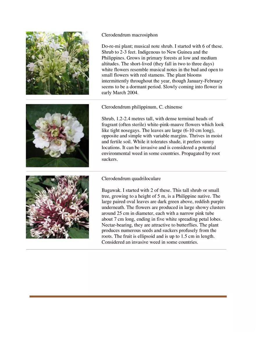 List of Common Ornamental Plants in the Philippines Part 2 - Page 6